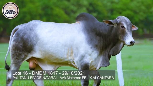 Lote 16 DMDM 1817 смотреть онлайн