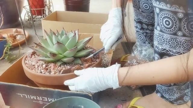 Repotting My Echeveria Agavoides Ebony