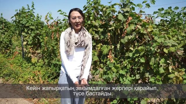 Определение вредителей и болезней на винограднике смотреть онлайн