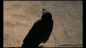 масло черного тмина clip