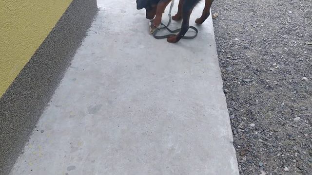 Ротвейлеру Арчи ПОНРАВИЛОСЬ! Даем новое лакомство для собак! смотреть онлайн