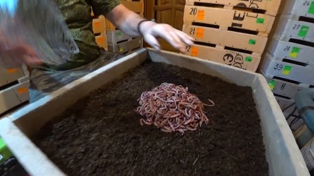 Рыболовный Ковчег