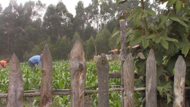 Evergreen | Live From Latacunga, Ecuador | Richy Mitch & The Coal Miners