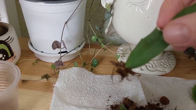 Шлюмбергера 2024. Від укорінення до цвітіння. Частина перша. смотреть онлайн