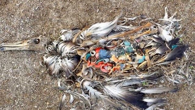 То, что нашли в животе у этого кашалота, должно перевернуть наш мир смотреть онлайн