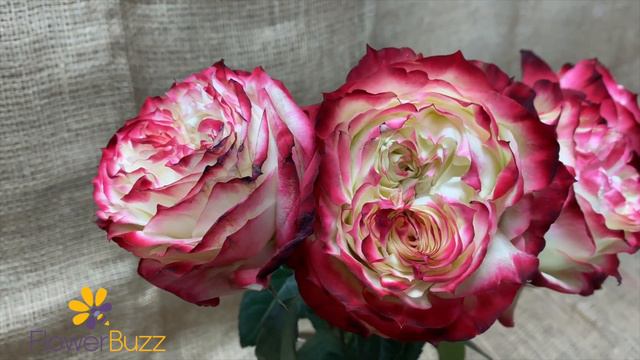 Rose Apple Jack смотреть онлайн
