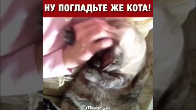 Я вот не жду, что кот ЗаСтАвИт меня его гладить. Я сама первая глажу.