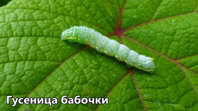 О бабочках. Познавательное видео смотреть онлайн