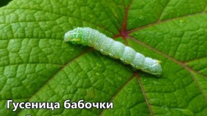 О бабочках. Познавательное видео