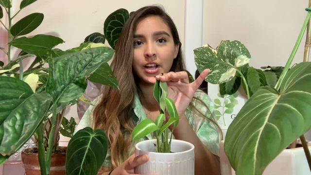 July Plant Updates 2019 смотреть онлайн