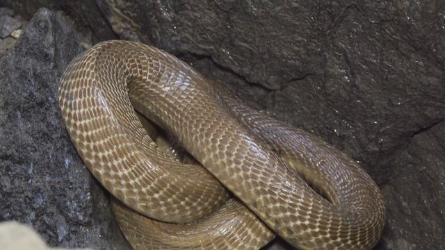 खतरनाक गहरे कुएं में गिरा कोबरा सांप, फिर आप ही देखिये कैसे रेस्क्यू किया Rescue cobra snake #cobra смотреть онлайн