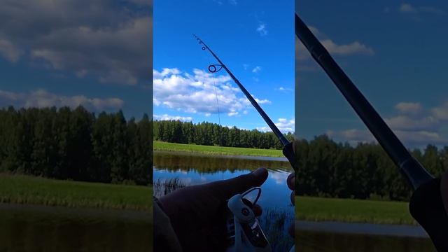 ДИКАЯ ПОКЛЁВКА ЩУКИ НА ПОПЛАВОК С ЖИВЦОМ. #shorts #рыбалка #fishing #видеопрорыбалку #рыба #щука смотреть онлайн