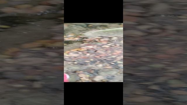 ASMR  видео на природе?️