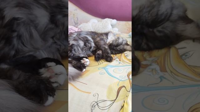 наш котёнок спит ❤️?