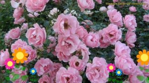 Роза почвопокровная Зоммервинд. Краткий обзор, описание характеристик, где купить саженцы Sommerwin