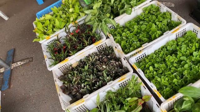 SUPER CHEAP AFFORDABLE HOUSEPLANTS || PLANT SHOPPING FOR LESS THAN $1 смотреть онлайн