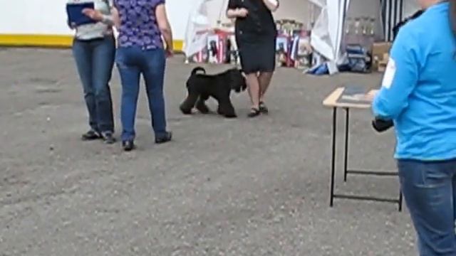 АБСОЛЮТ ТРИУМФ ЦАЦА СЕВЕРНОЙ ДОЛИНЫ смотреть онлайн