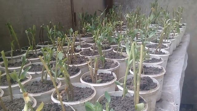 АЛЬСТРОМЕРИЯ