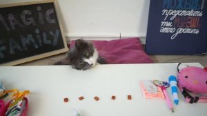 ЮМИ и АЛИСА СОРВАЛИ УРОК! ДОСТАЛИ УЧИТЕЛЕЙ ВОЛШЕБНЫЕ ПИТОМЦЫ ЮМИ ЧУ и КИСА АЛИСА в ШКОЛЕ Magic Pet