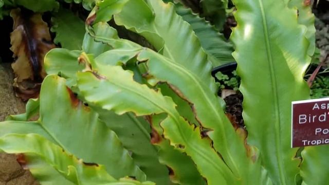 ASPLENIUM NIDUS BIRD'S-NEST FERN POLYPODIACEAE PLANT - TROPICAL ASIA, POLYNESIA смотреть онлайн