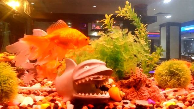 ''Барракуда''и я. Хургада смотреть онлайн