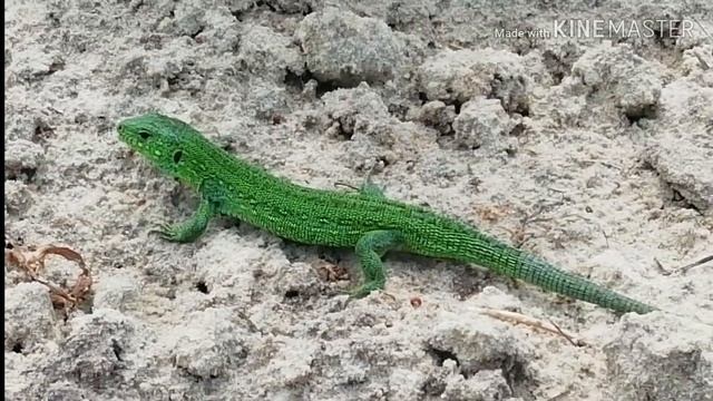 Необыкновенно красивая ящерица. Мои наблюдения. Волгоградская область. смотреть онлайн