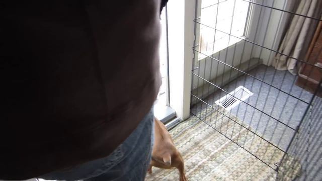 Rhodesian Ridgeback Puppies Having Lunch смотреть онлайн