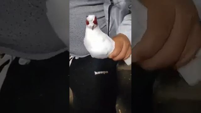 Китайские умельцы красят голубей. смотреть онлайн
