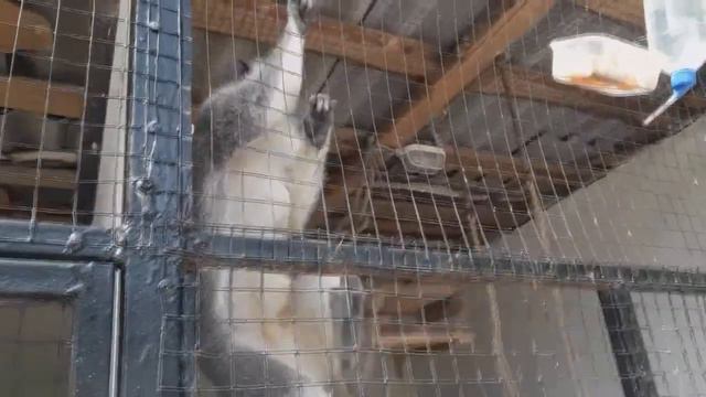 Каролина и зоопарк Юбилейный Луганск 2018 смотреть онлайн