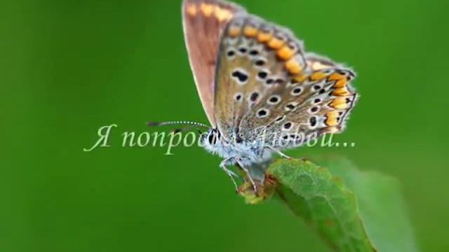 урок бабочки. смотреть онлайн