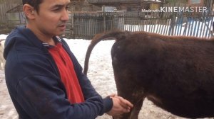 как определить корова стельна или нет