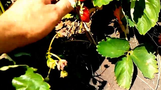 Плодоношение клубники сорт Азия 17.06.2017 смотреть онлайн