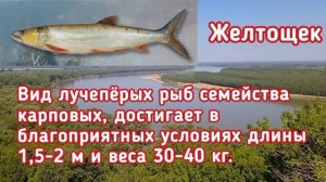 Редкие рыбы России ловля и рыбалка на которых ЗАПРЕЩЕНА!!!