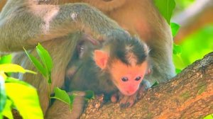 Very adorable newborn baby mom is taken care on the high tree for safe, mom is really love her baby