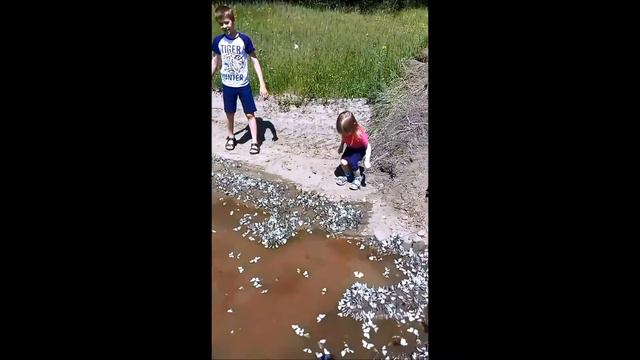 Море бабочек смотреть онлайн