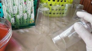 Лиатрисы. Проращивание.