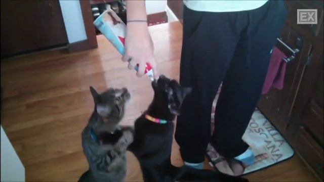 Кошки любят взбитые сливки