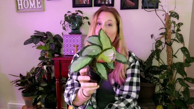 Albo Monstera Wishlist Plant Haul || HousePlant Haul Part 2 || смотреть онлайн