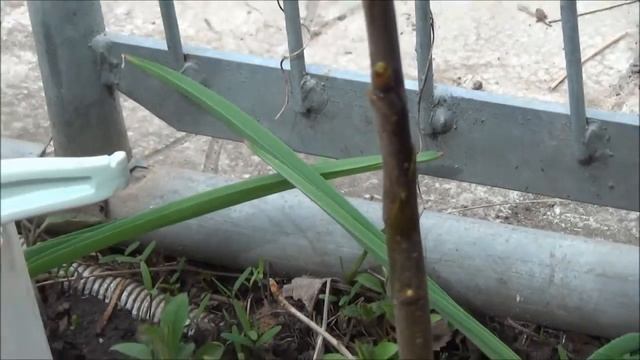 ПРИВИВАЕМ ЧЕРЕШНЮ на ВИШНЮ ДВА САМЫХ ПРОСТЫХ СПОСОБА Наглядно смотреть онлайн