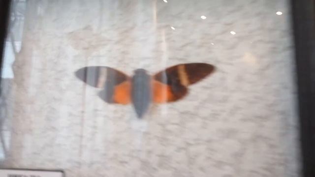 Выставка насекомых в музее им. Масленикова. Могилев смотреть онлайн