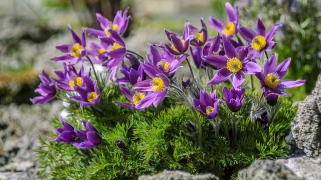 МНОГОЛЕТНИКИ из Семян - это Просто! / Успейте посеять эти Многолетники в ЯНВАРЕ смотреть онлайн
