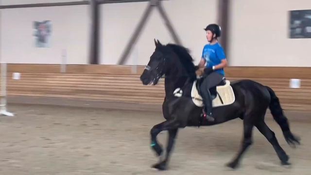 Фризская лошадь /фриз/Friesian horse/конный спорт смотреть онлайн