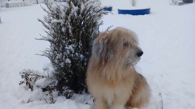 Пёс Тотоша, снег, клумба, ёлочка и всем совсем не холодно зимой в ожидании прихода НОВОГО ГОДА???? смотреть онлайн