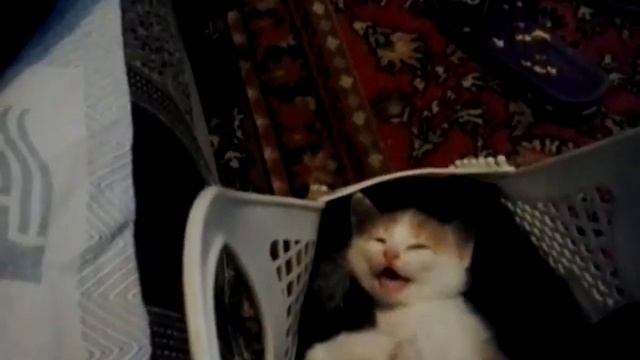 Спящий котенок