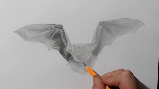 How to Draw a Vampire Bat | HB Pencil Drawing смотреть онлайн