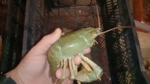 ПРАВИЛЬНАЯ ПЕРЕДЕРЖКА РАКОВ / КАК ХОРОШО ЗАРАБОТАТЬ НА ПЕРЕДЕРЖКЕ РАКОВ!?