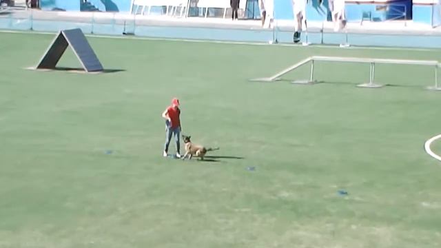 Фрисби показательные на стадионе смотреть онлайн