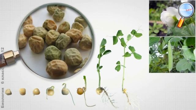 Биология 6 класс (Урок№12 - Рост и развитие организмов.) смотреть онлайн