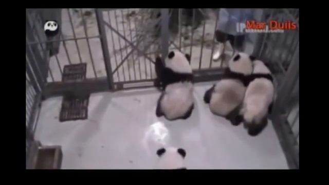 Очень смешные животные Панда игрушка смотреть онлайн