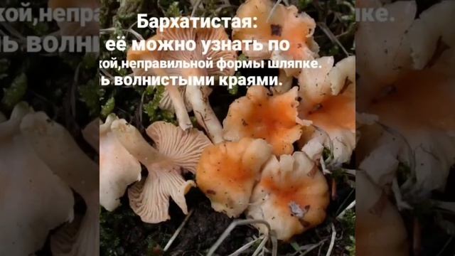 САМОЕ ЭПИЧНОЕ ВИДЕО В ИНТЕРНЕТЕ! смотреть онлайн